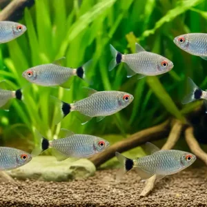 Rotaugen Moenkhausia (Moenkhausia sanctaefilomenae) Finale Aktion